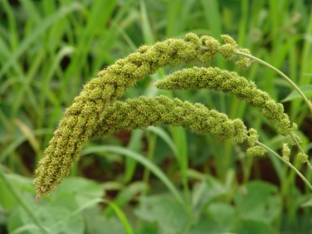 Foxtail millet (called Ragi or Nachani)